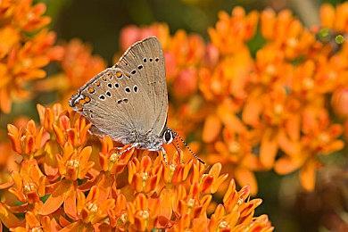 《消逝的光芒》新补丁为XSS加入60FPS模式